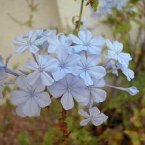 The Garden