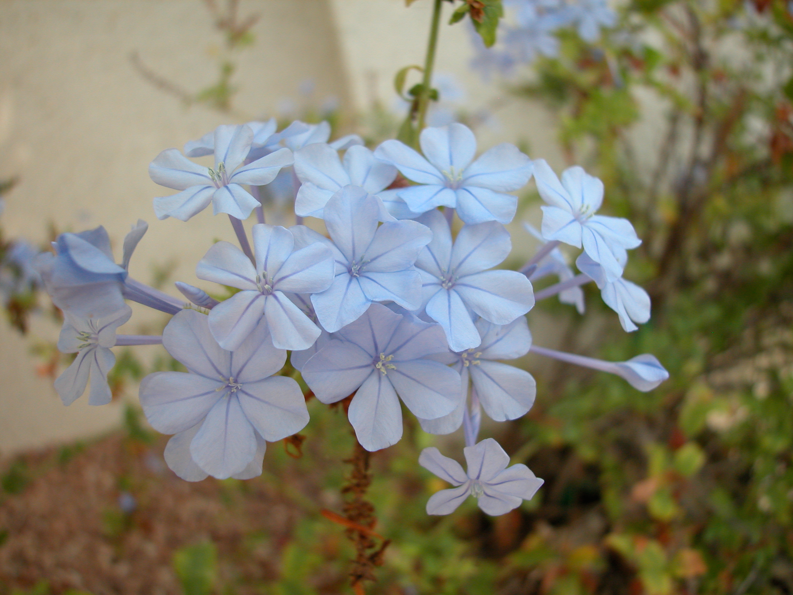 Plumbago