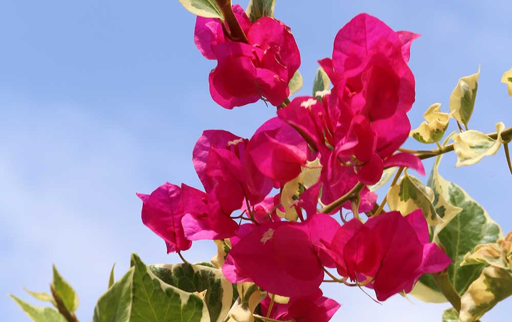 Bougainvillea - Spanish Gardener