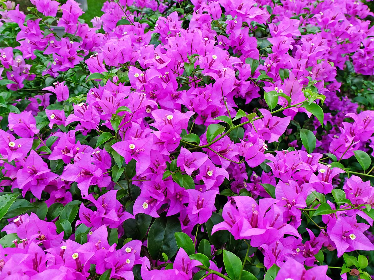 Pink Bougainvillea