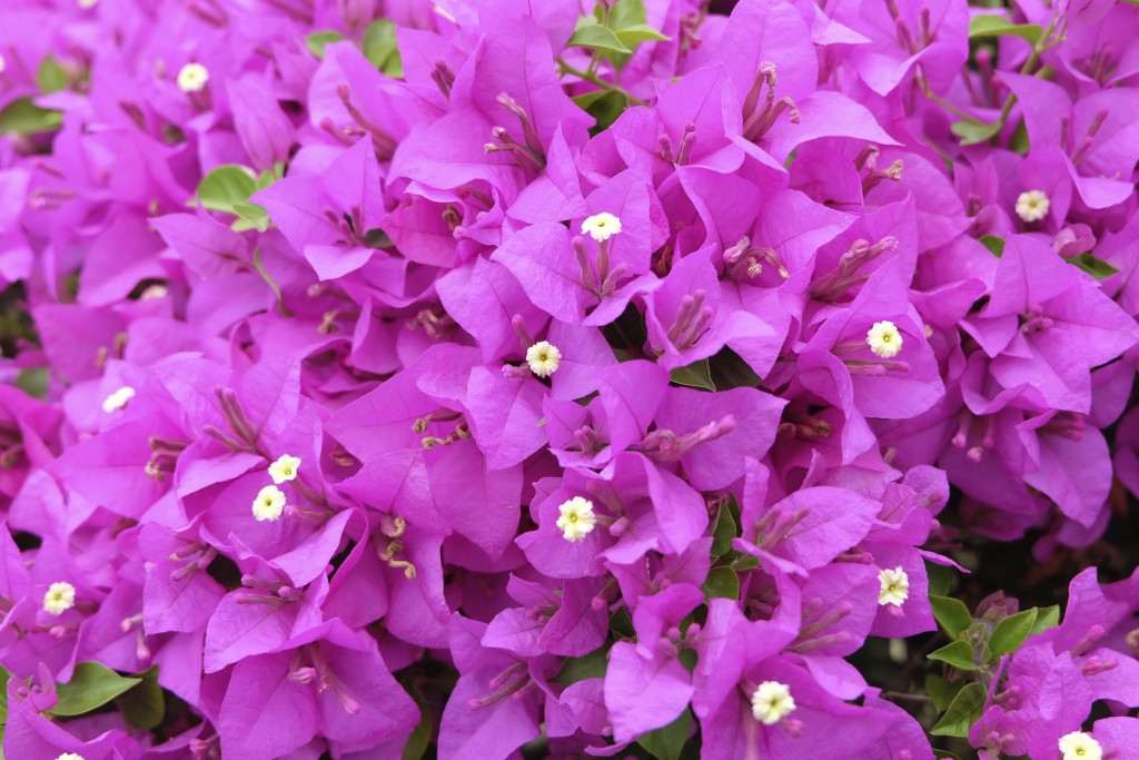 Pink Bougainvillea